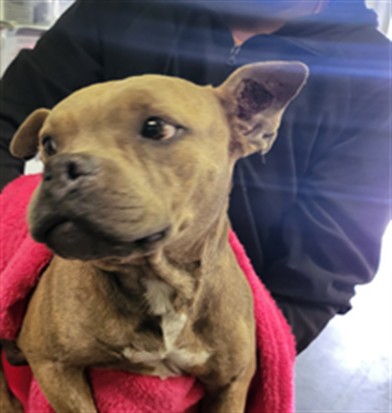 Shelter Stray Female Dog last seen , Los Angeles, CA 90047