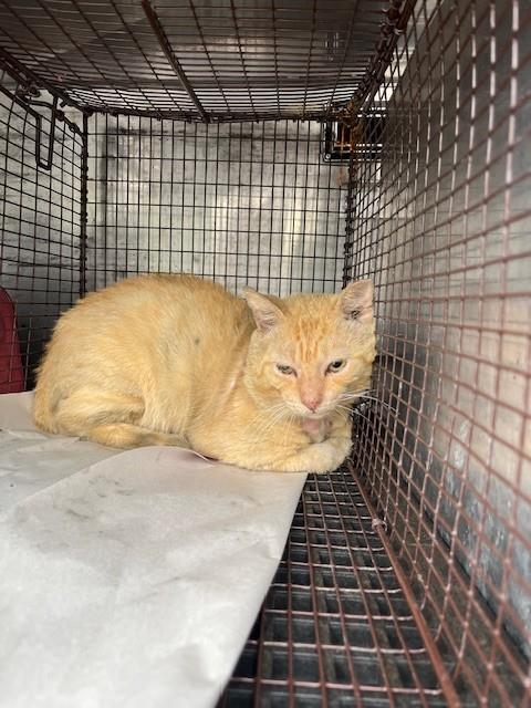 Shelter Stray Male Cat last seen Near BLOCK SW 110TH CT, Doral, FL 33122