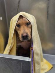Shelter Stray Male Dog last seen WEST ALTON, St. Peters, MO 63376