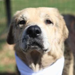 Shelter Stray Male Dog last seen Near BLOCK KING, San Antonio, TX 78227