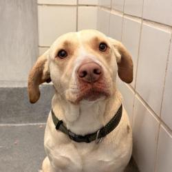 Shelter Stray Male Dog last seen VILLAGE LAWN & VILLAGE WAY, San Antonio, TX 78227