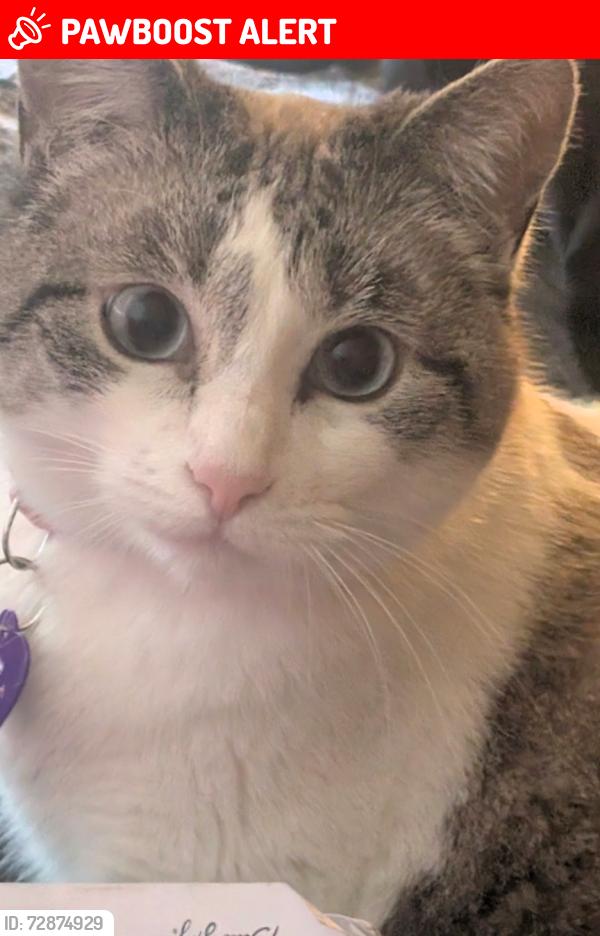 Lost Female Cat last seen Near Lorraine street , Colorado Springs, CO 80905