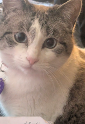Lost Female Cat last seen Near Lorraine street , Colorado Springs, CO 80905