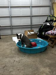 Lost Female Dog last seen Don Tyson Springdale , Springdale, AR 72764