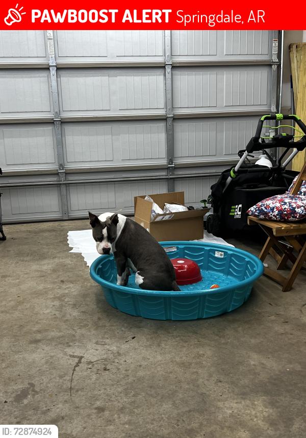 Lost Female Dog last seen Don Tyson Springdale , Springdale, AR 72764