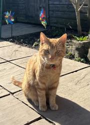 Lost Male Cat last seen Near new street Grassmoor , Grassmoor, England S42 5EE