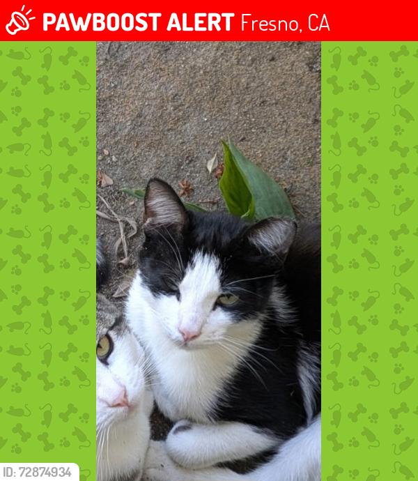 Lost Male Cat last seen Roeding Park, Fresno, CA 93706