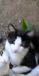 Lost Male Cat last seen Roeding Park, Fresno, CA 93706