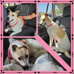 Reunited Female Dog last seen Chicago Ave and Central Ave, Andulka Park., Riverside, CA 92507