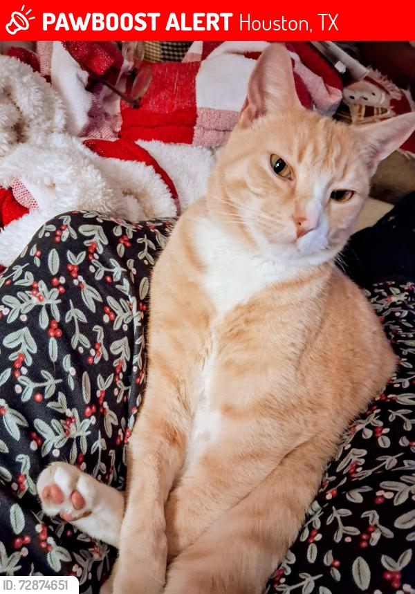 Lost Male Cat last seen West Houston Rehab, Houston, TX 77083
