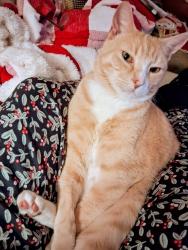 Lost Male Cat last seen West Houston Rehab, Houston, TX 77083