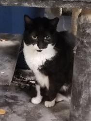 Lost Female Cat last seen Eaglenest and La Posada, Sparks, NV 89436