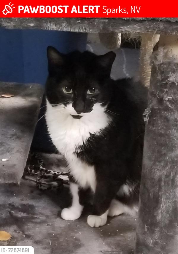 Lost Female Cat last seen Eaglenest and La Posada, Sparks, NV 89436