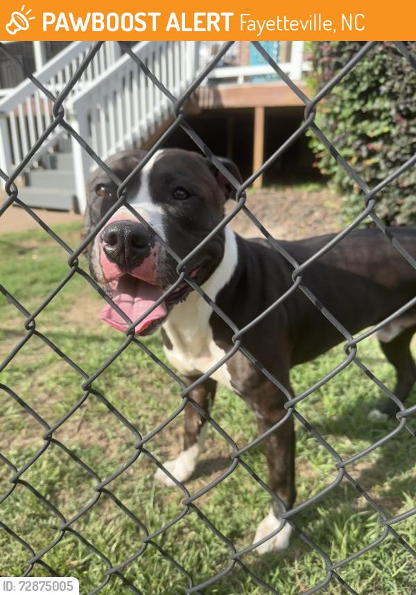 Found/Stray Unknown Dog last seen Found this sweet pup in the Lake Lynn Neighborhood across from the Fayetteville Airport. May have come from the 7 Mountains side. Please contact for more information. We have him safe in our yard for now., Fayetteville, NC 28305