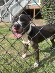 Found/Stray Unknown Dog last seen Found this sweet pup in the Lake Lynn Neighborhood across from the Fayetteville Airport. May have come from the 7 Mountains side. Please contact for more information. We have him safe in our yard for now., Fayetteville, NC 28305