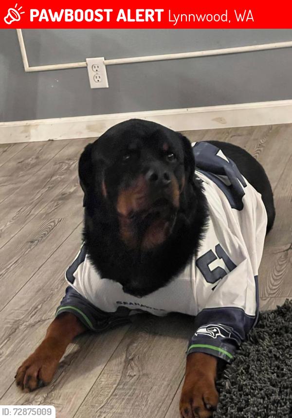 Lost Male Dog last seen Logan and filbert road, Lynnwood, WA 98036