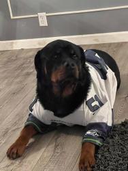 Lost Male Dog last seen Logan and filbert road, Lynnwood, WA 98036