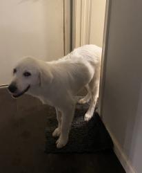 Found/Stray Female Dog last seen North of Rosenberg, Rosenberg, TX 77471