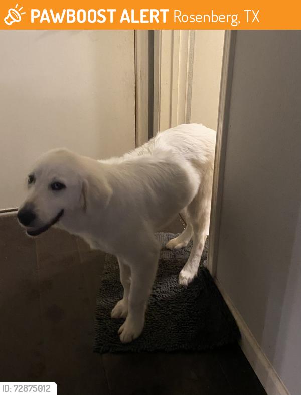 Found/Stray Female Dog last seen North of Rosenberg, Rosenberg, TX 77471