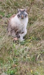 Lost Male Cat last seen Tahuya,  Lake Christine, Lake Wooten, Mason County, WA 98588
