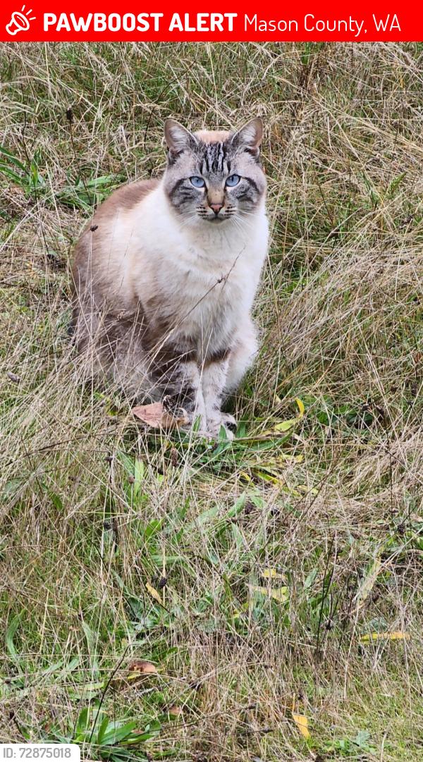 Lost Male Cat last seen Tahuya,  Lake Christine, Lake Wooten, Mason County, WA 98588