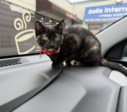 Reunited Female Cat last seen Laramie and School, Chicago, Chicago, IL 60641