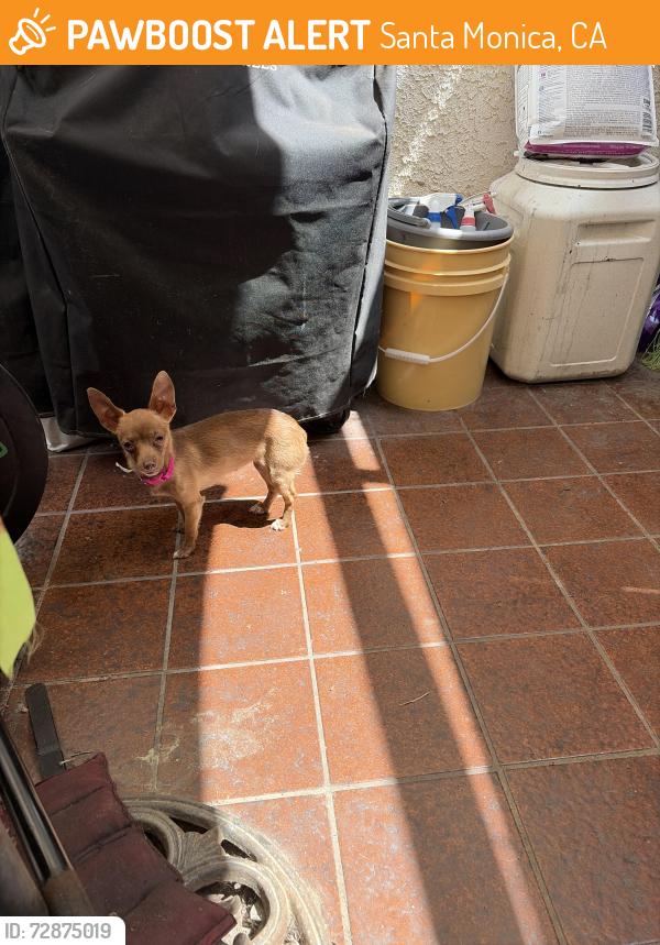 Found/Stray Female Dog last seen Near th street x Santa Monica street , Santa Monica, CA 90401