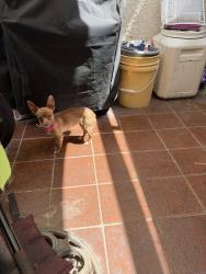 Found/Stray Female Dog last seen Near th street x Santa Monica street , Santa Monica, CA 90401