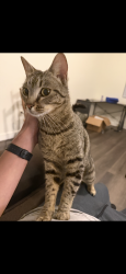 Found/Stray Female Cat last seen Travis air force base, Fairfield, CA 94535
