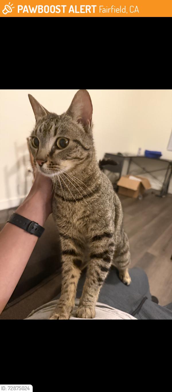 Found/Stray Female Cat last seen Travis air force base, Fairfield, CA 94535