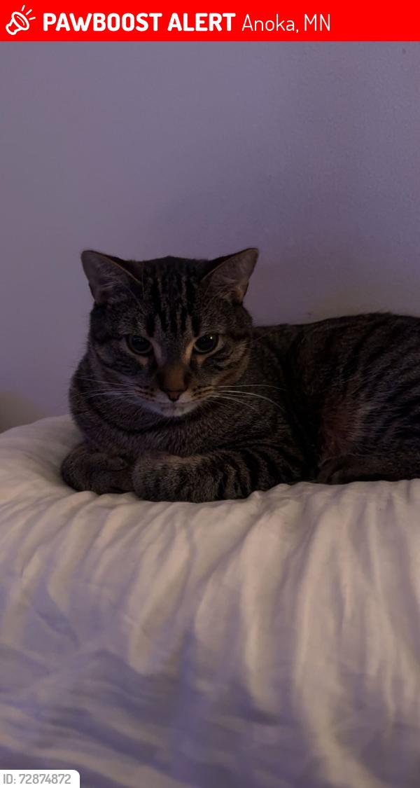 Lost Male Cat last seen By Sunny way CT s and 15th ave CT s , Anoka, MN 55303