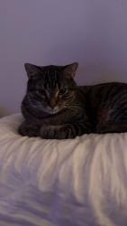 Lost Male Cat last seen By Sunny way CT s and 15th ave CT s , Anoka, MN 55303