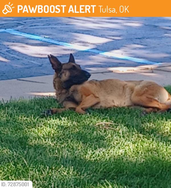 Found/Stray Unknown Dog last seen Tulsa Bible Church, Tulsa, OK 74145