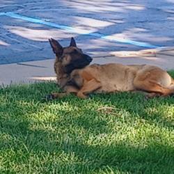 Found/Stray Unknown Dog last seen Tulsa Bible Church, Tulsa, OK 74145