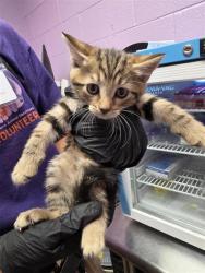 Shelter Stray Male Cat last seen Near DESERT CACTUS DR, Horizon, TX, Fort Bliss, TX 79906