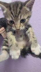 Shelter Stray Female Cat last seen Near DESERT CACTUS DR, Horizon, TX, Fort Bliss, TX 79906