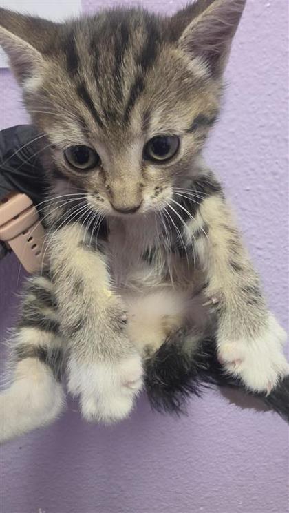 Shelter Stray Female Cat last seen Near DESERT CACTUS DR, Horizon, TX, Fort Bliss, TX 79906