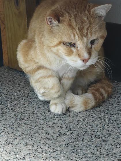 Shelter Stray Male Cat last seen River Bend, NC 28562, New Bern, NC 28562