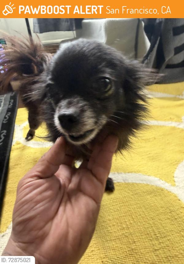 Found/Stray Female Dog last seen san bruno and mansell.   Dog currently in Visitacion Valley., San Francisco, CA 94134