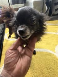 Found/Stray Female Dog last seen san bruno and mansell.   Dog currently in Visitacion Valley., San Francisco, CA 94134