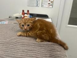 Shelter Stray Male Cat last seen College and 62nd, KCMO, 64130, 64130, MO, Kansas City, MO 64132