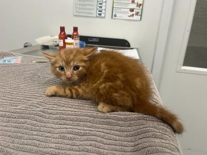 Shelter Stray Male Cat last seen College and 62nd, KCMO, 64130, 64130, MO, Kansas City, MO 64132