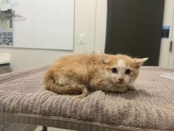 Shelter Stray Male Cat last seen College and 62nd, KCMO, 64130, 64130, MO, Kansas City, MO 64132