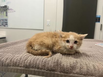 Shelter Stray Male Cat last seen College and 62nd, KCMO, 64130, 64130, MO, Kansas City, MO 64132