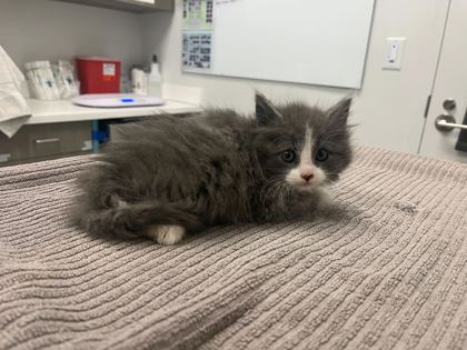 Shelter Stray Female Cat last seen College and 62nd, KCMO, 64130, 64130, MO, Kansas City, MO 64132