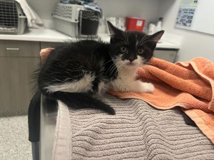 Shelter Stray Male Cat last seen College and 62nd, KCMO, 64130, 64130, MO, Kansas City, MO 64132