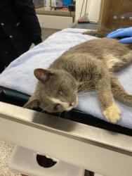 Shelter Stray Male Cat last seen Gastonia, NC 28054, Gastonia, NC 28052
