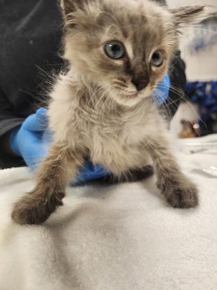 Shelter Stray Male Cat last seen Murrayville, NC 28411, Gastonia, NC 28052