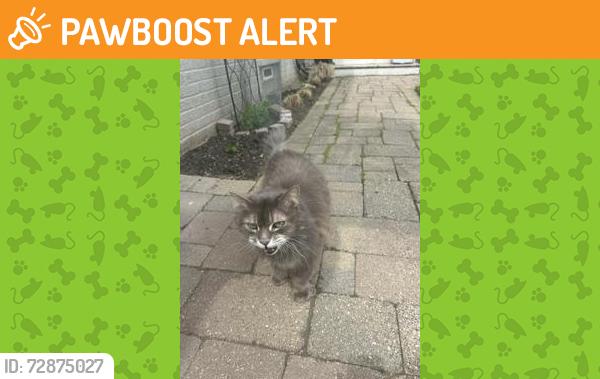 Found/Stray Female Cat last seen lake drive and san lu rae, East Grand Rapids, MI 49506