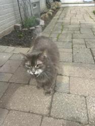 Found/Stray Female Cat last seen lake drive and san lu rae, East Grand Rapids, MI 49506